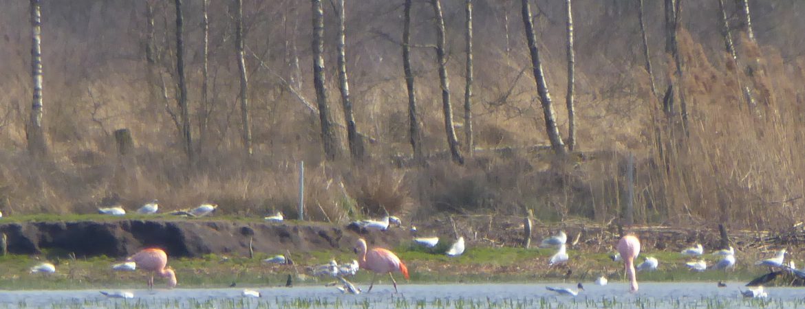 flamingos-in-het-zwillbrocker-venn