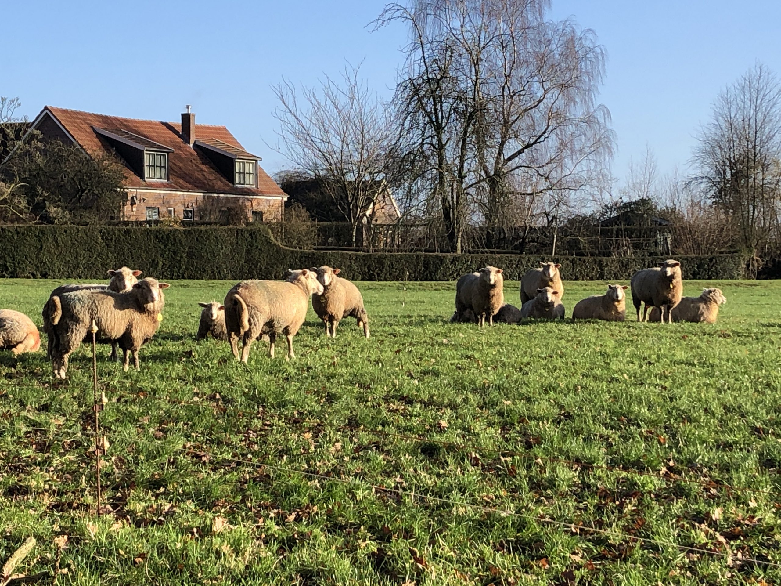 nieuwe-buren-een-nieuw-jaar